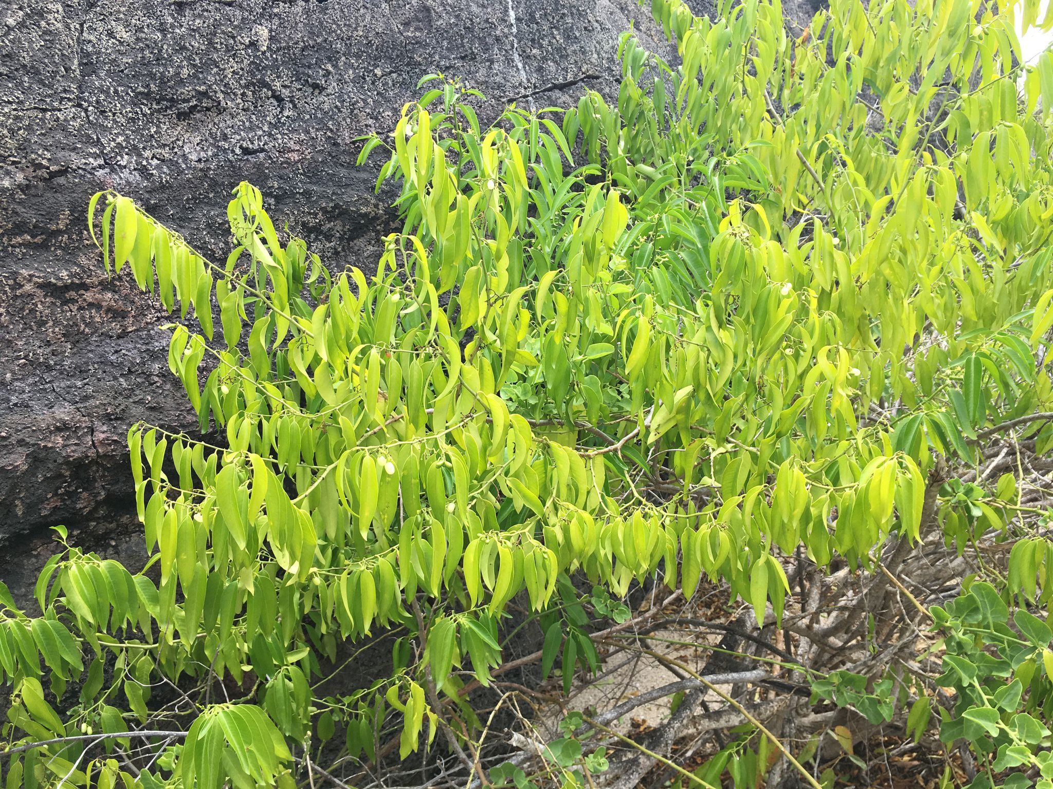 Vallesia glabra